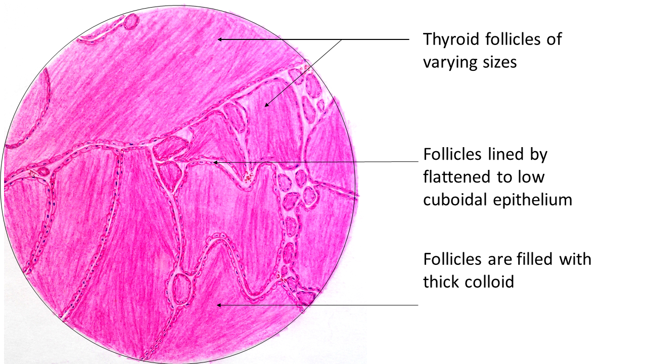 follicular colloid of thyroid