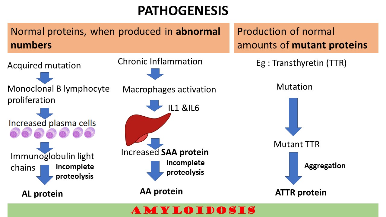 protein electrophoresis mnemonic