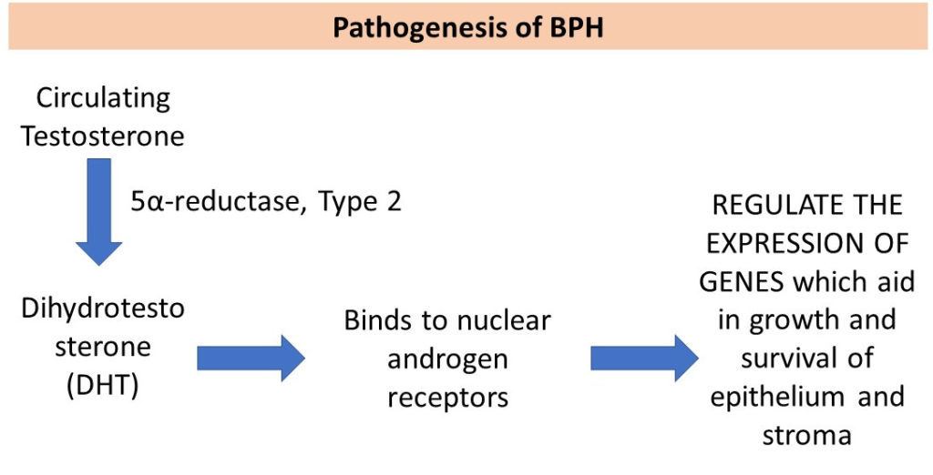 benign prostatic hyperplasia pathogenesis chronic prostatitis symptoms nhs