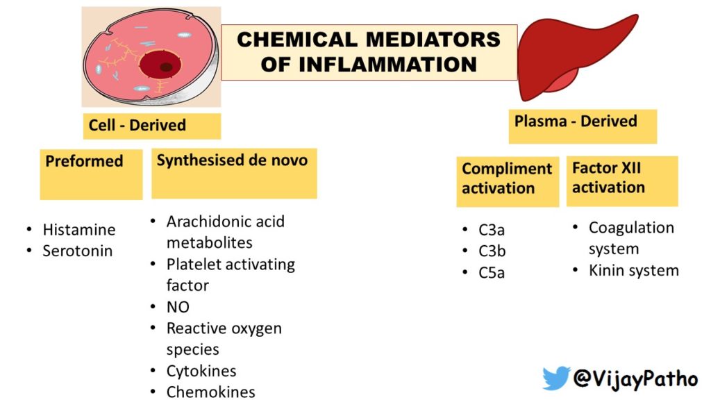 Chemical Mediators Of Inflammation Histamine Serotonin Pathology Made Simple