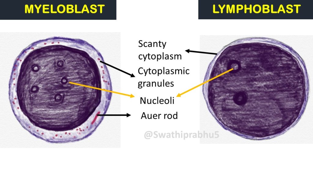 myeloblast