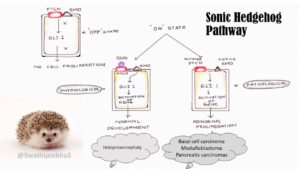 Sonic Hedgehog Pathway | Pathology Made Simple