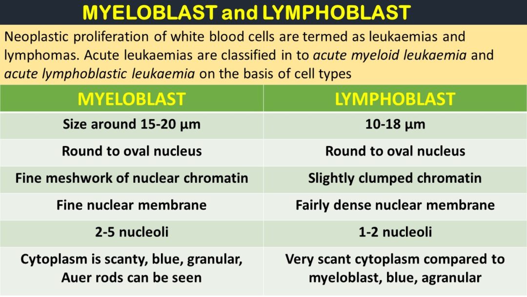 Myeloblast Vs Lymphoblast Pathology Made Simple 5495