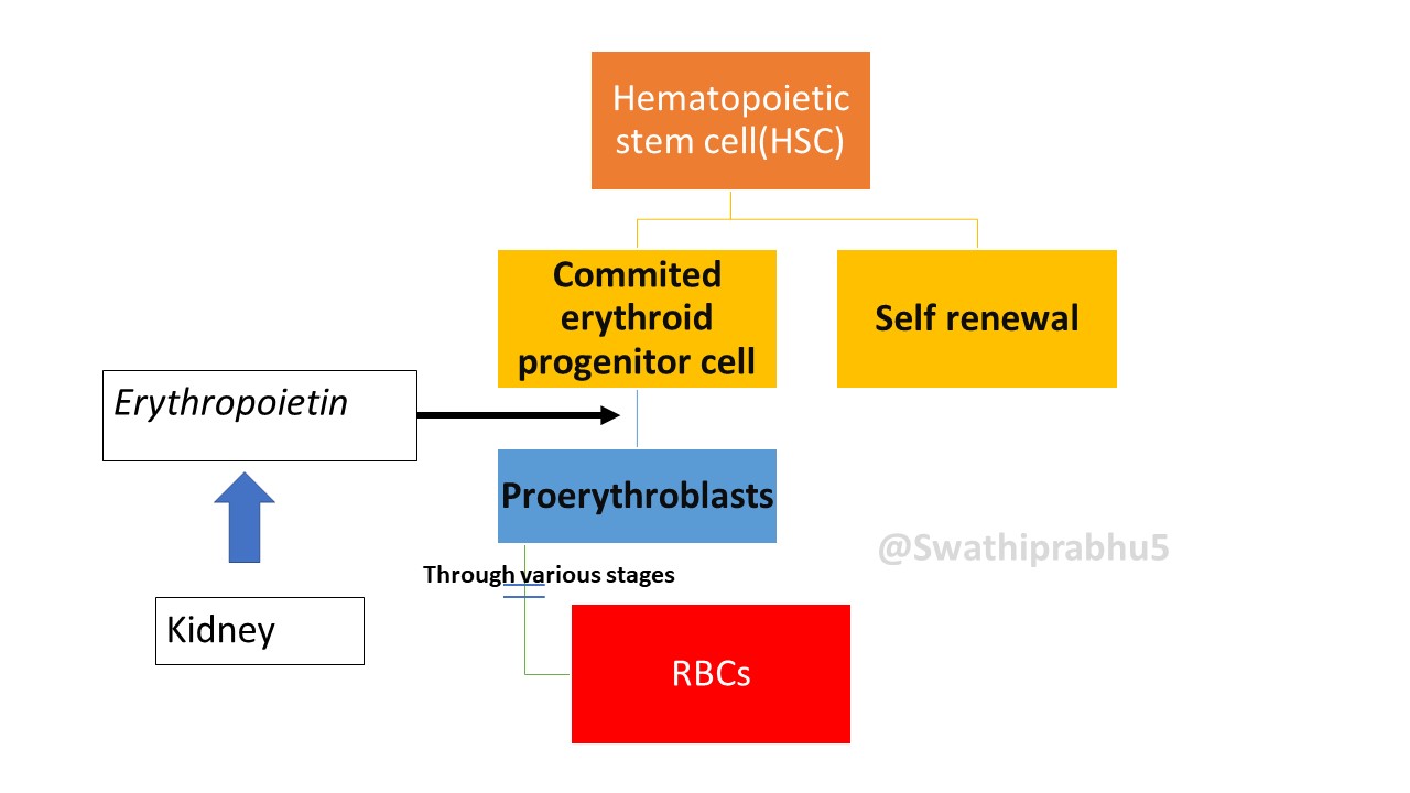 Erythropoiesis Pathology Made Simple