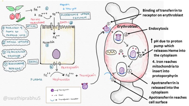 Pathology Of Iron Deficiency Anemia - Pathology Made Simple