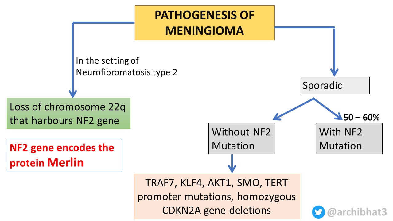 Pathology of Meningioma - Pathology Made Simple