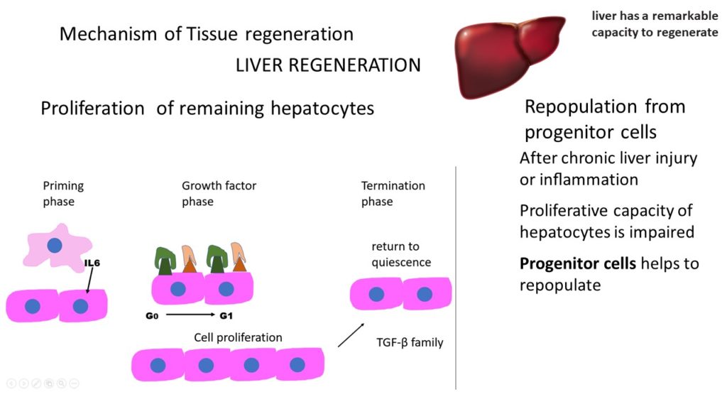 tissue-repair-general-concepts-mechanism-of-regeneration-pathology