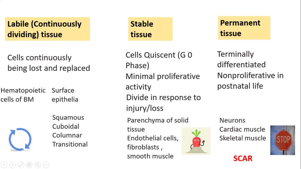 tissue-repair-general-concepts-mechanism-of-regeneration-pathology