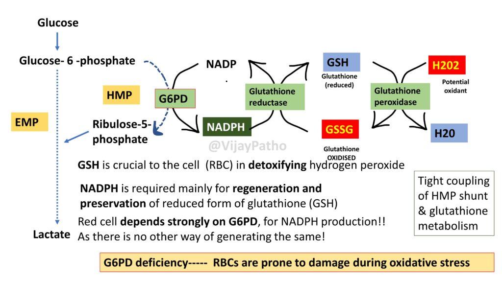 pathology-of-g6pd-deficiency-pathology-made-simple