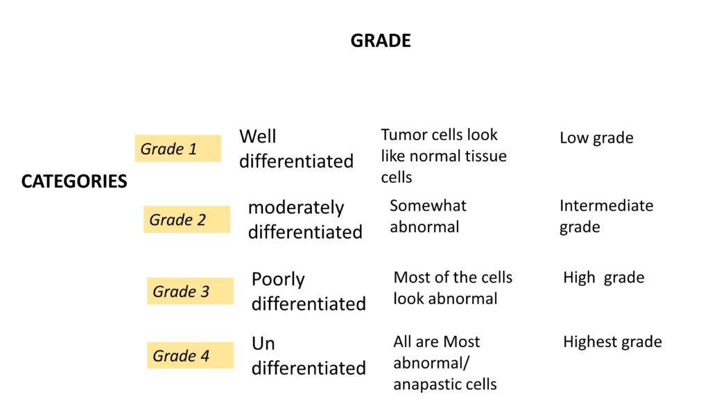 breast-development-stage-4