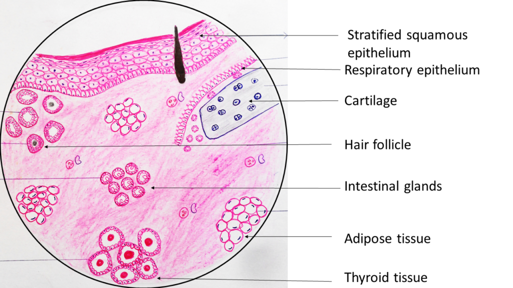 Ovary Histology Diagram