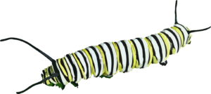 caterpillar-png-file