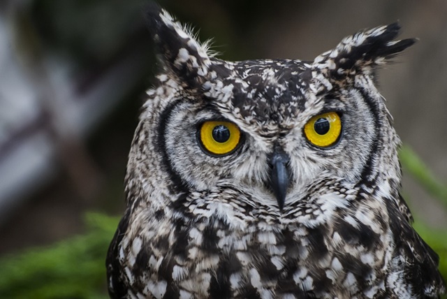 9-owl-eye