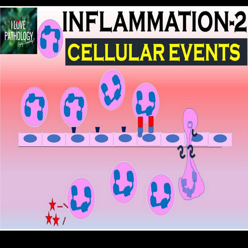 INFLAMMATION Part 2: Cellular Events- Leukocyte Recruitment.
