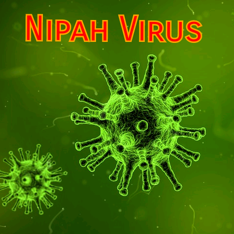 All you want to know about Nipah Virus Infection