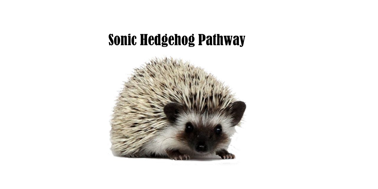 Sonic Hedgehog pathway