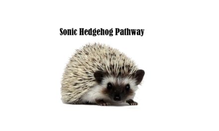 Sonic Hedgehog pathway