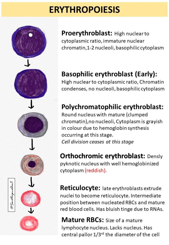 Nucleated Red Blood Cells Vs Lymphocyte