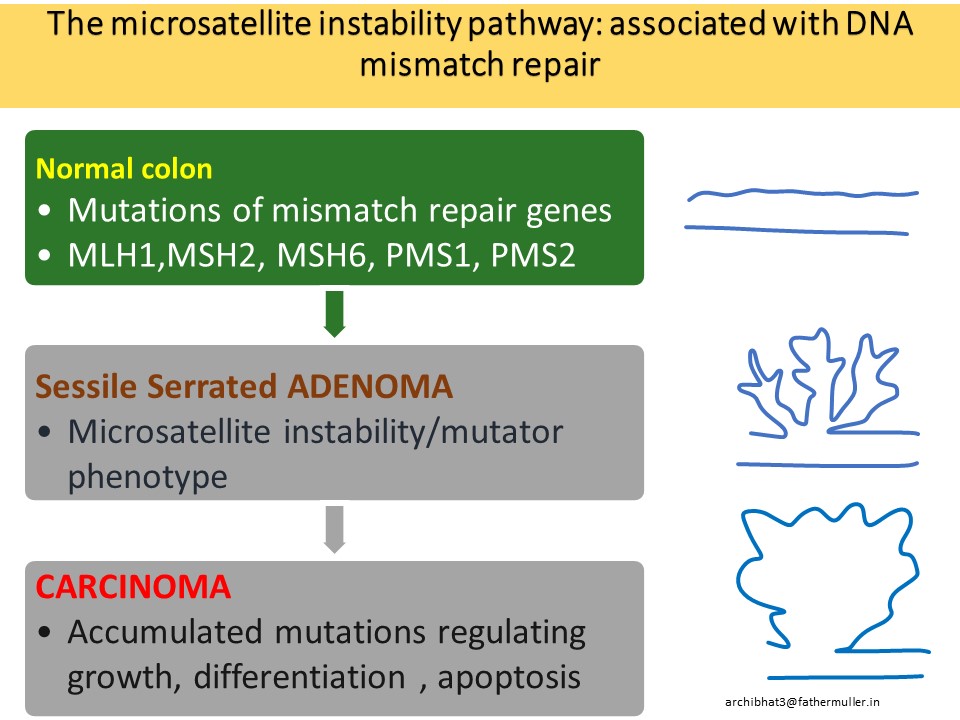 Epigenetic MLH1 silencing concurs with mismatch repair deficiency in  sporadic, naturally occurring colorectal cancer in rhesus macaques |  Journal of Translational Medicine | Full Text