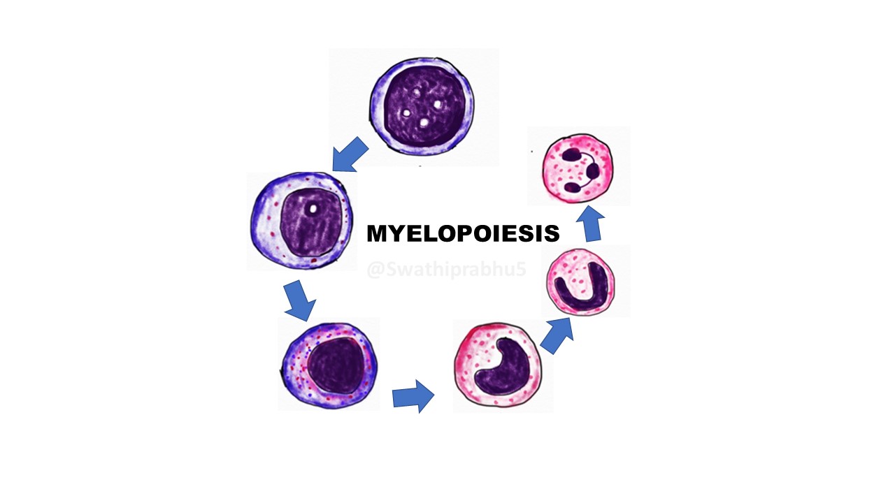 band neutrophil pathology