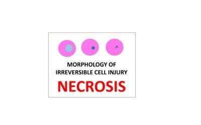 Morphology of Irreversible cell Injury : NECROSIS