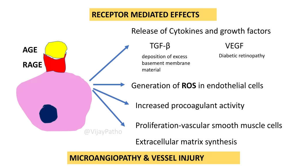 Receptor mediated effects of AGEs