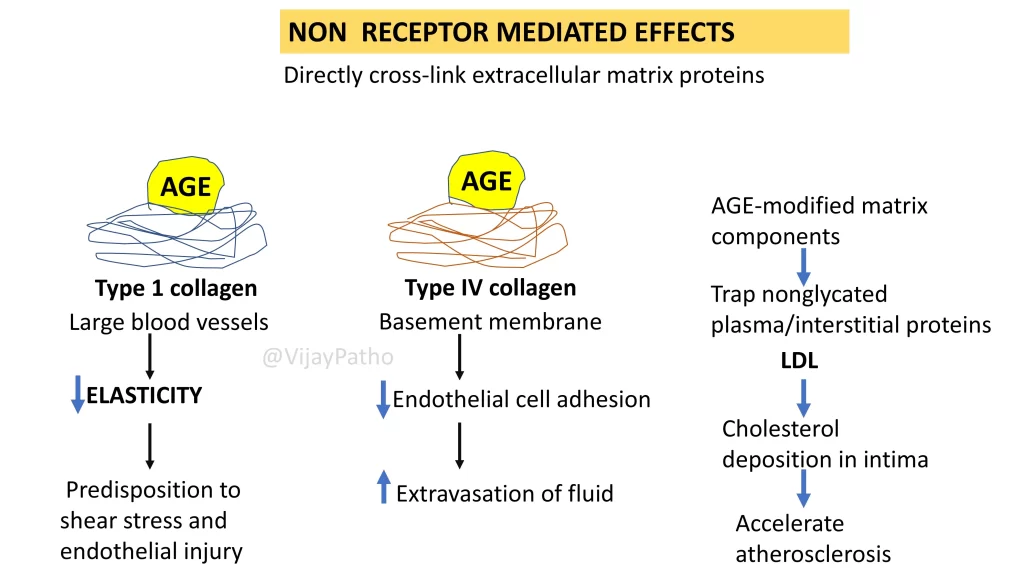 Non Receptor mediated effects of AGEs