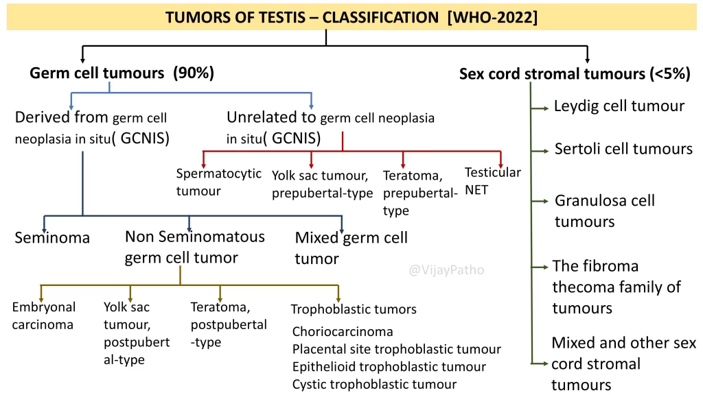 Classification of testicular tumors 