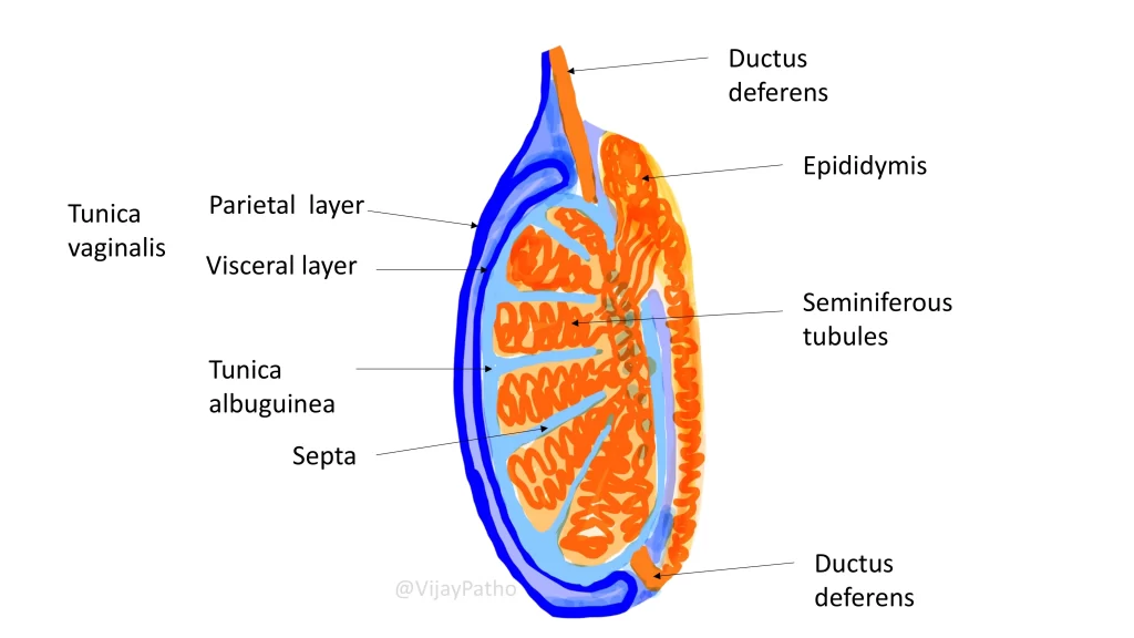 Anatomy of testis