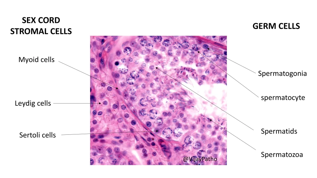 Histology of testis