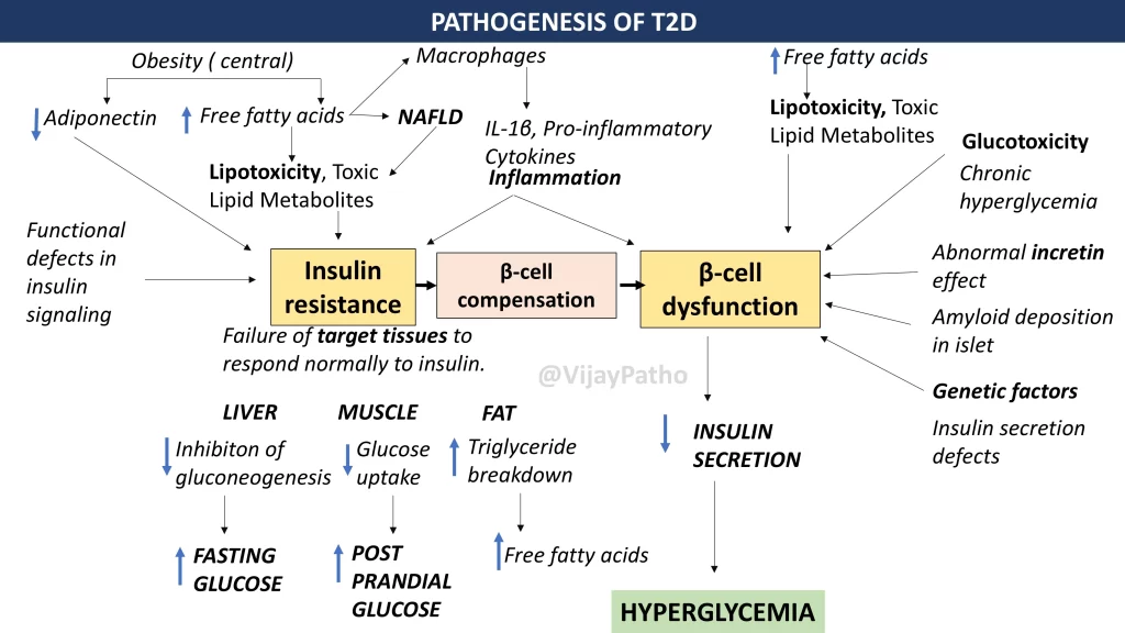 Pathogenesis of Type 2 diabetes mellitus