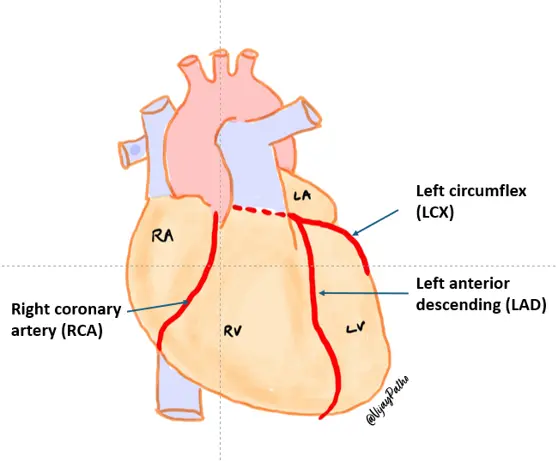 CORONARY ARTERIES