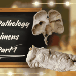 gross pathology