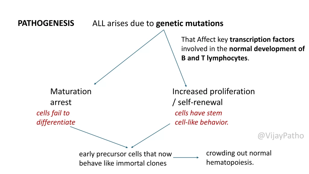 Acute Lymphoblastic Leukemia