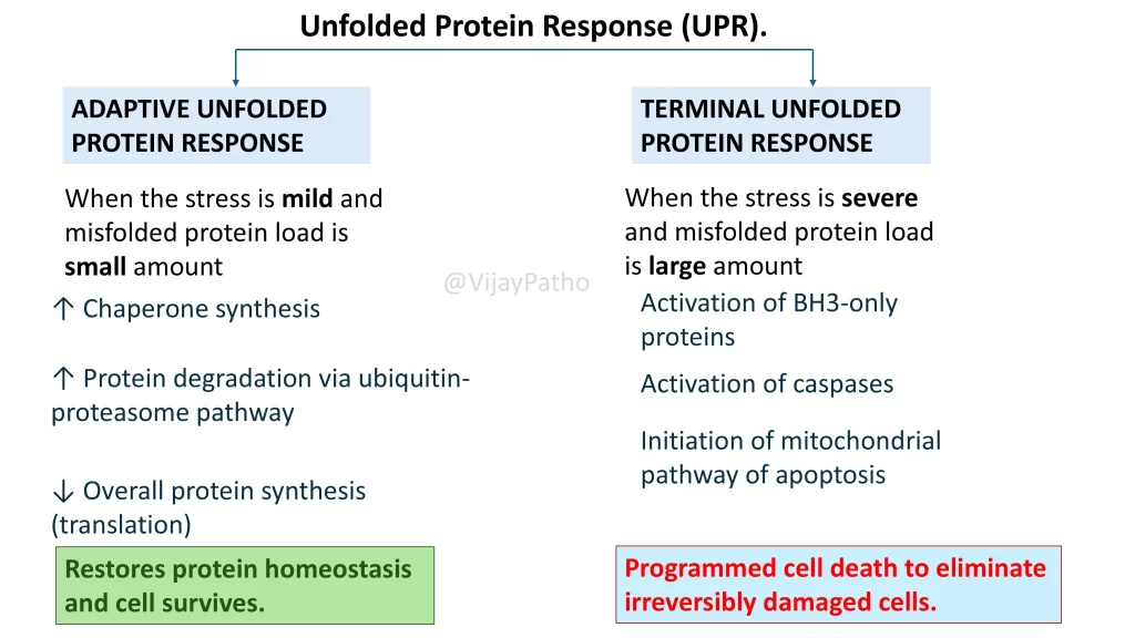 ER Stress & Unfolded Protein Response