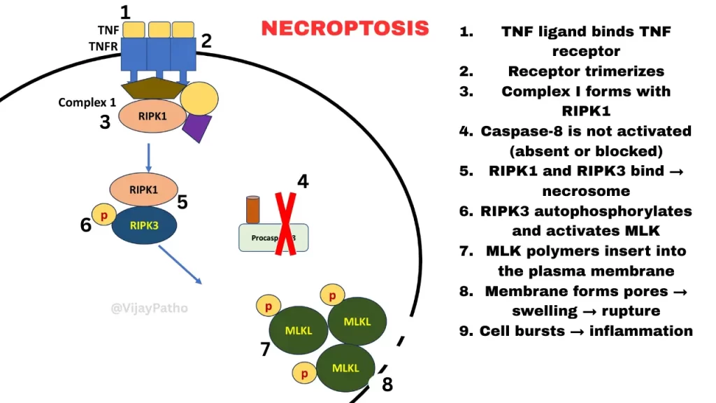 necroptosis