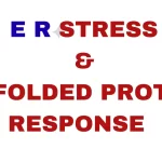 ER stress and Unfolded protein response