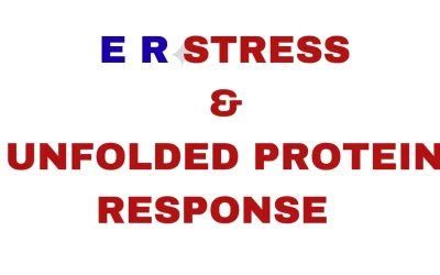 ER Stress & Unfolded Protein Response Explained