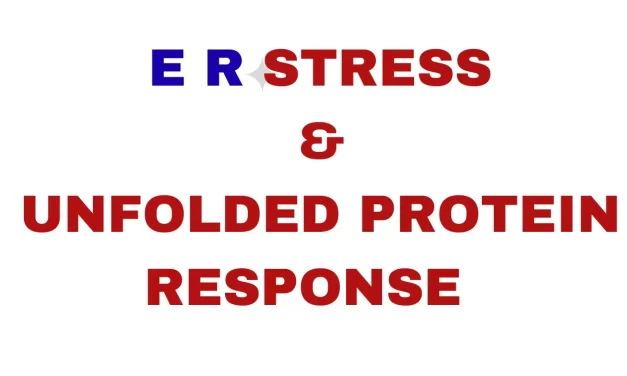 ER Stress & Unfolded Protein Response Explained