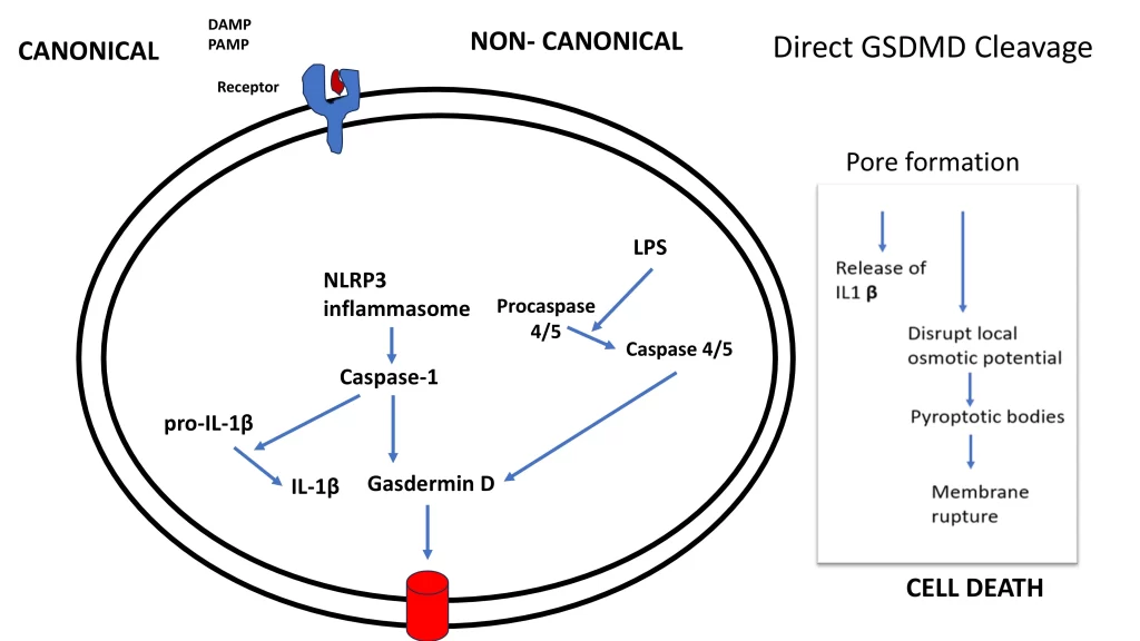 PYROPTOSIS