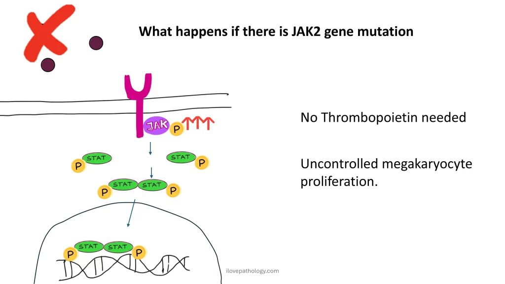 ESSENTIAL THROMBOCYTOSIS